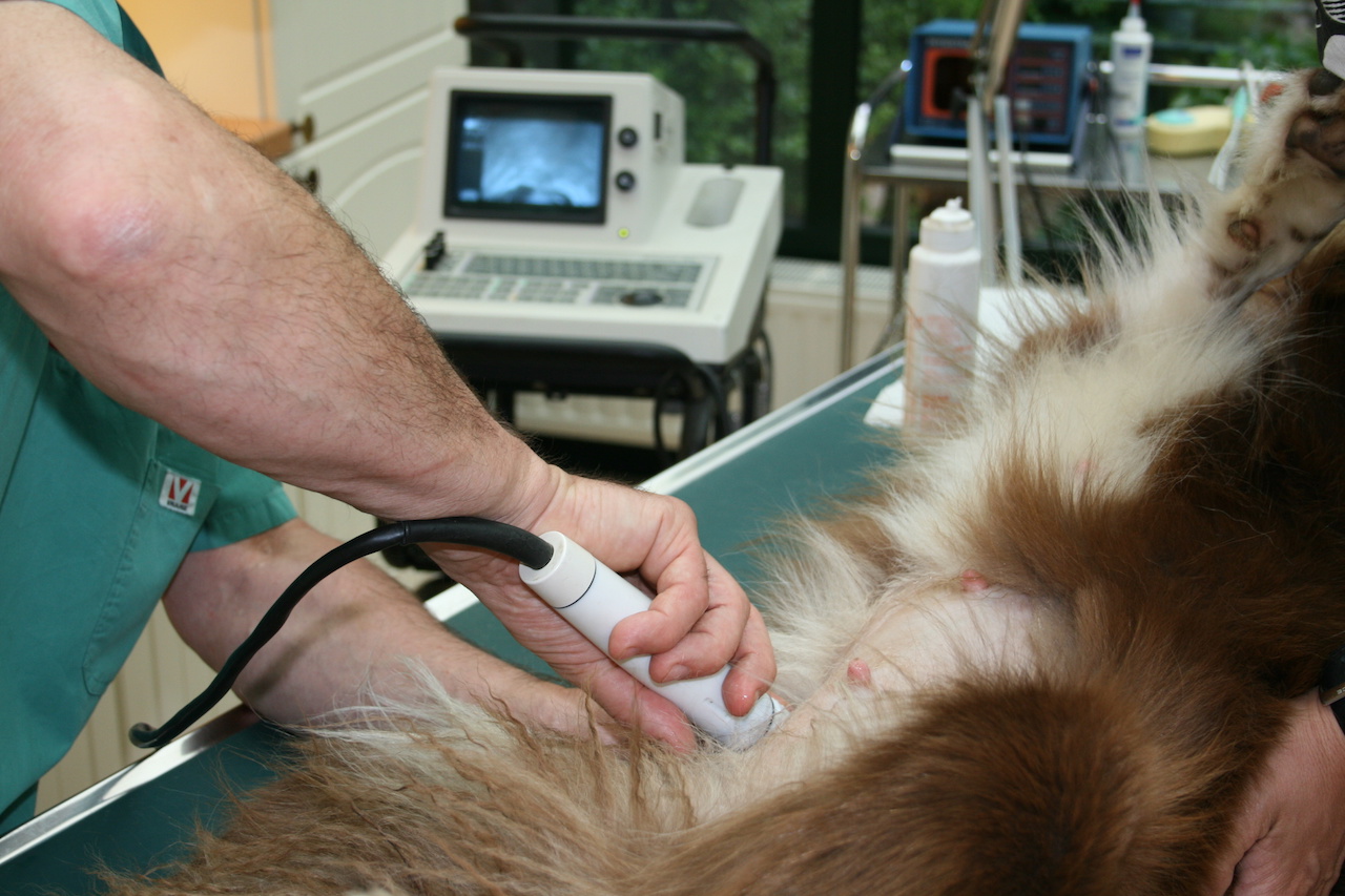 Ultraschall beim Hund