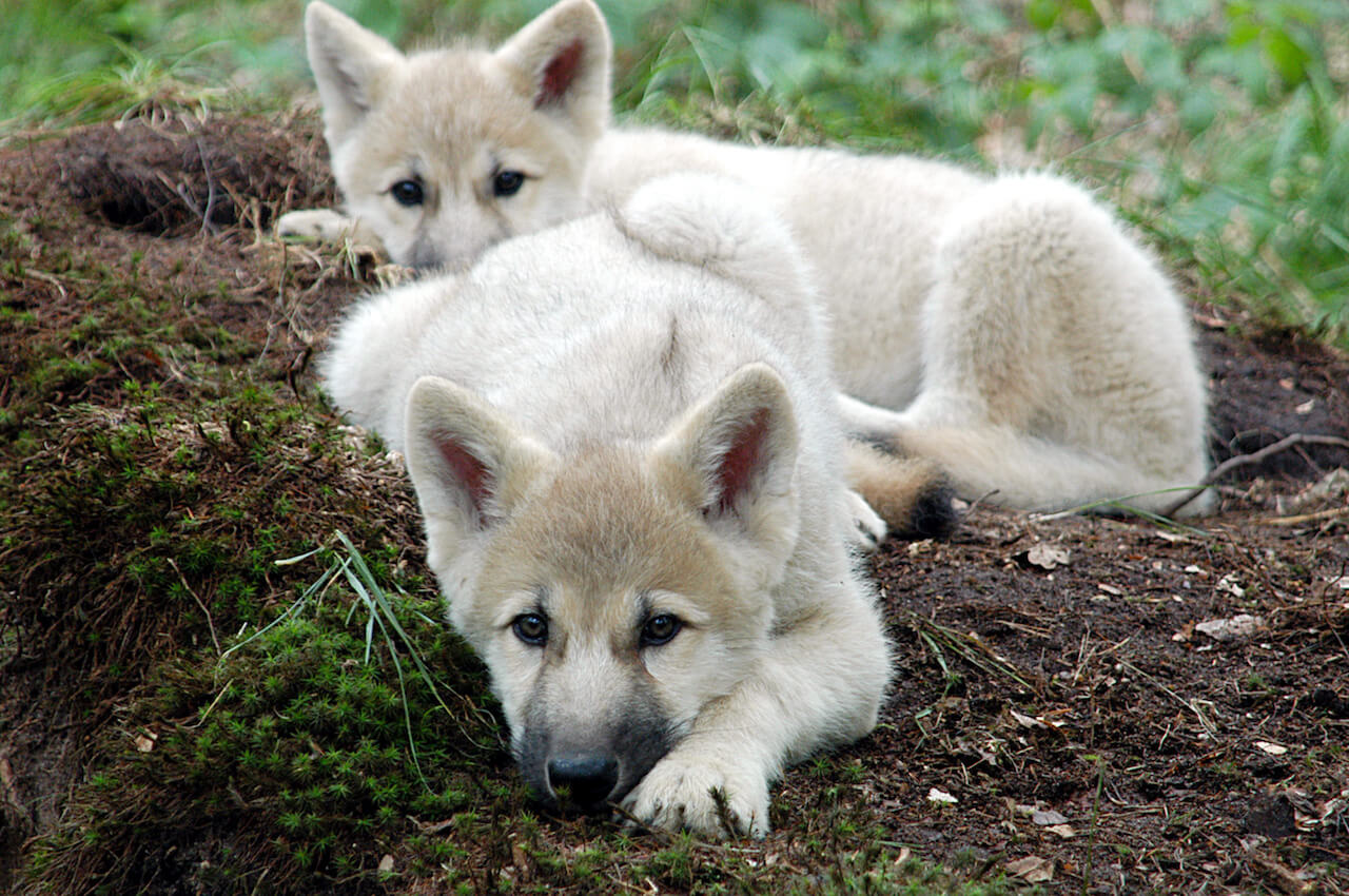 Wolfswelpen gemeinsam