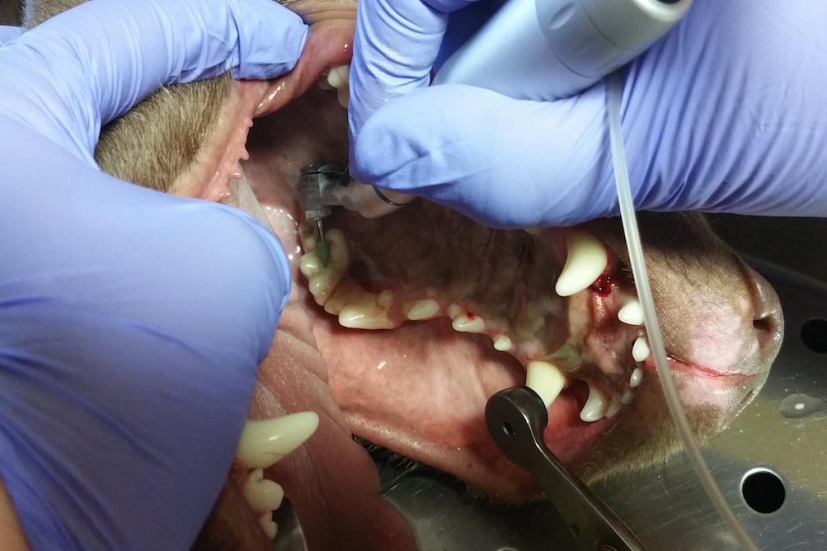 Behandlung Zähne Hund