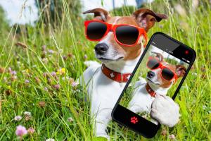 Kennt ihr schon unsere HH-Hunde App?