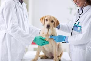 Gesunde Hunde: Tierarztkosten vermeiden 