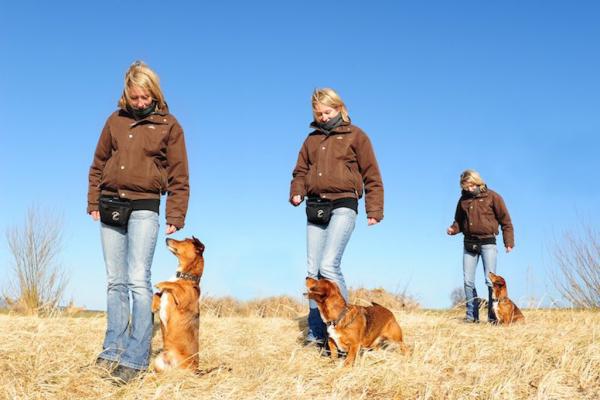 Sprachlos Hund- richtig kommunizieren will gelernt sein