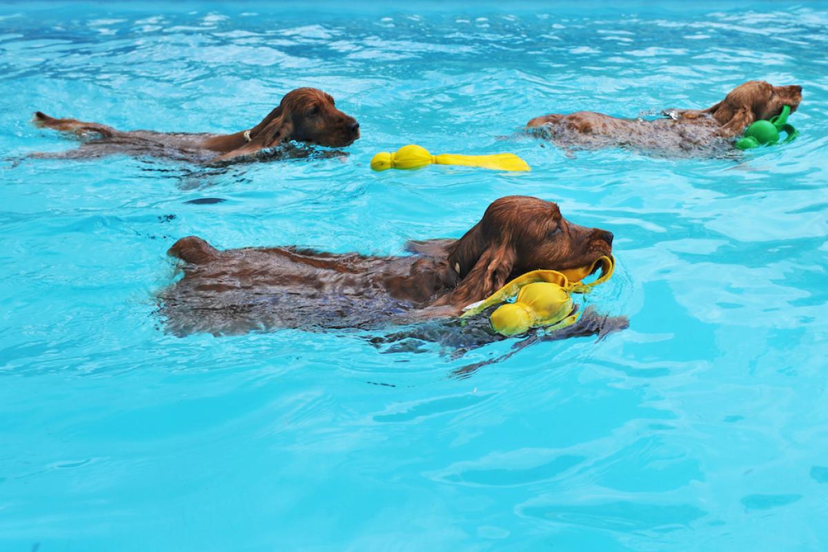 Bäderland Hamburg veranstaltet Hundeschwimmtag im Freibad Aschberg