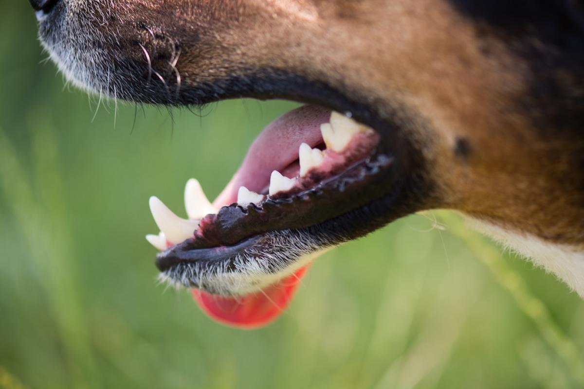 Warum hat mein Hund Mundgeruch?