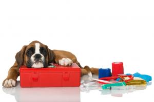 Impfspezial - Top Ten Thesen zum Thema Impfen bei Hunden, Teil 3