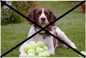 Tennisbälle - Lieber nicht für deinen Hund