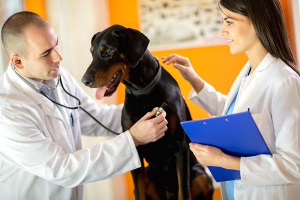 Die Haftung des Tierarztes