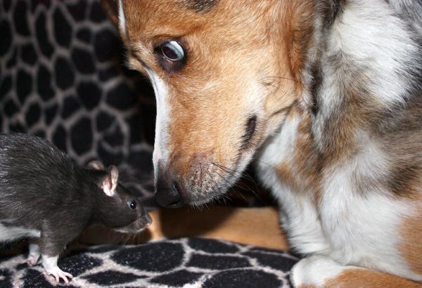 Wenn dein Hund mit Mäusen Freundschaft schließt… - eine wahre Geschichte