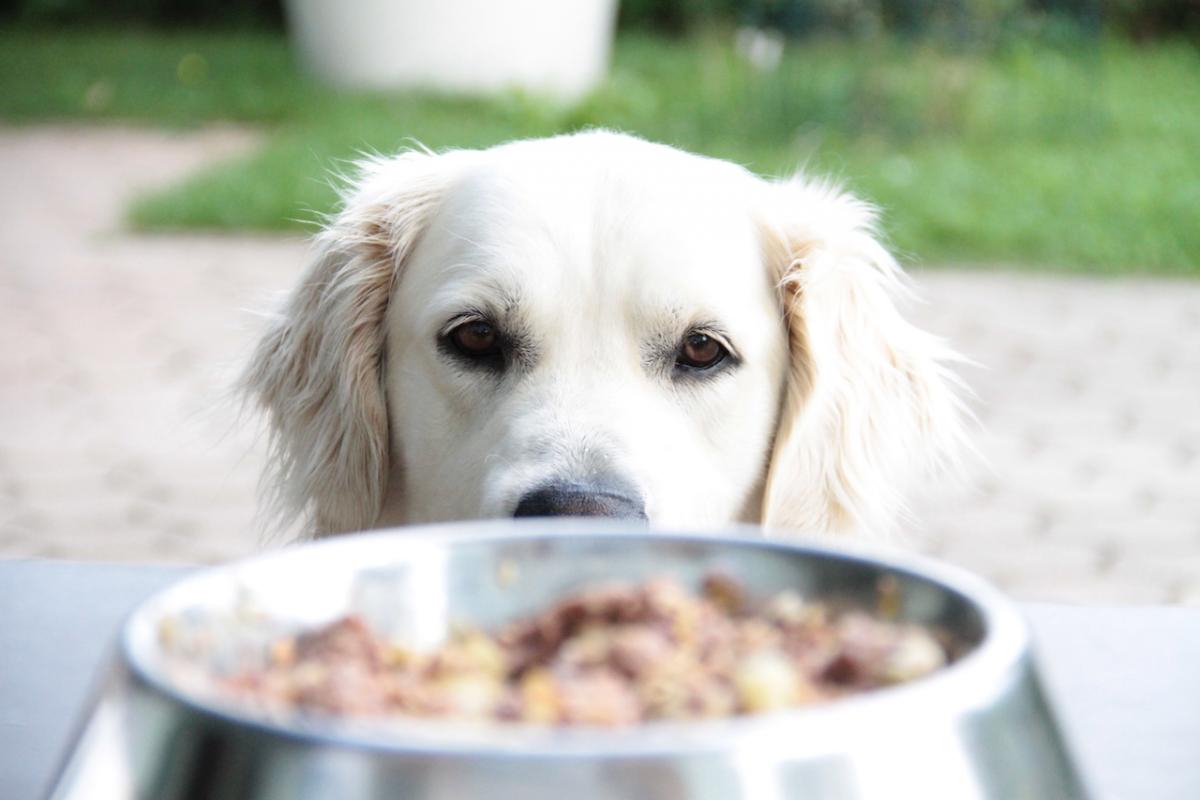 Warum schlingen Hunde beim Fressen?