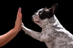 Vorurteile im Zusammenleben von Mensch und Hund - Teil 2