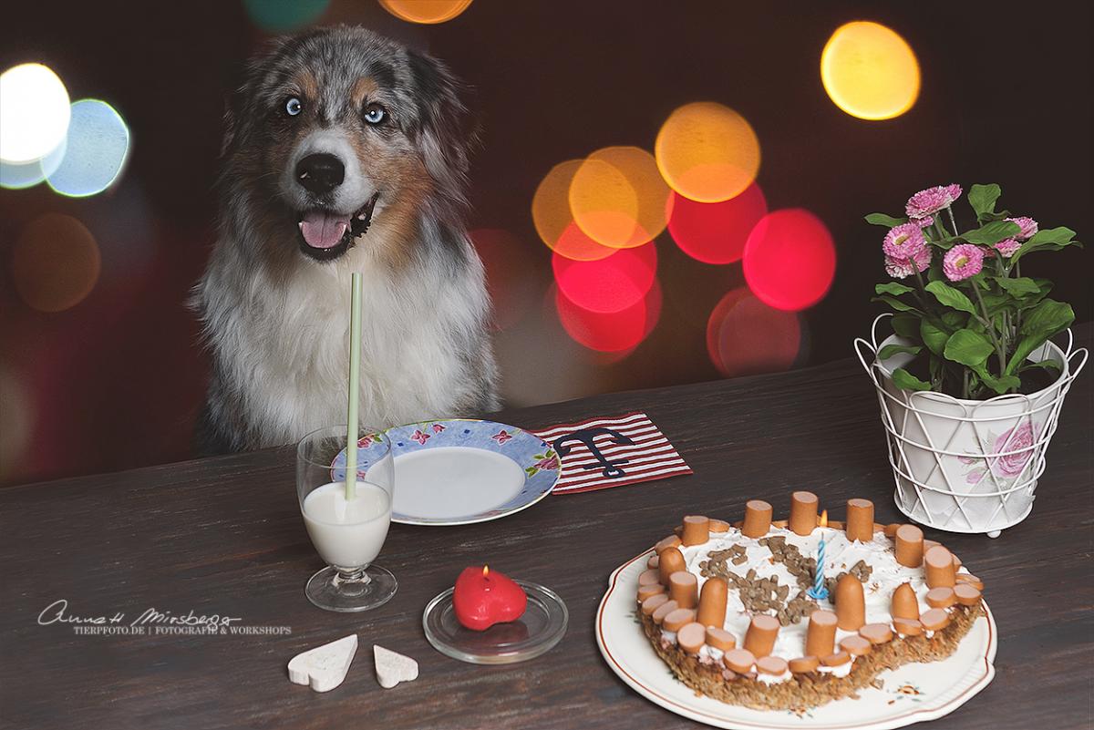 Hunde - Geburtstagstorte