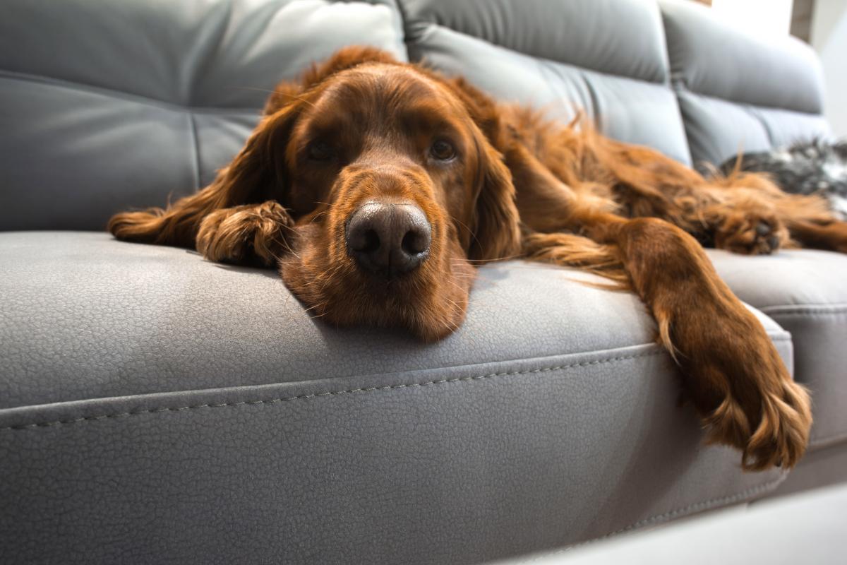 Hund auf dem Sofa - Ja oder Nein?