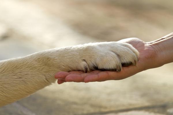 Gesunde Hunde: Tierarztkosten vermeiden 