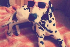 Dalmatiner mit Sonnenbrille
