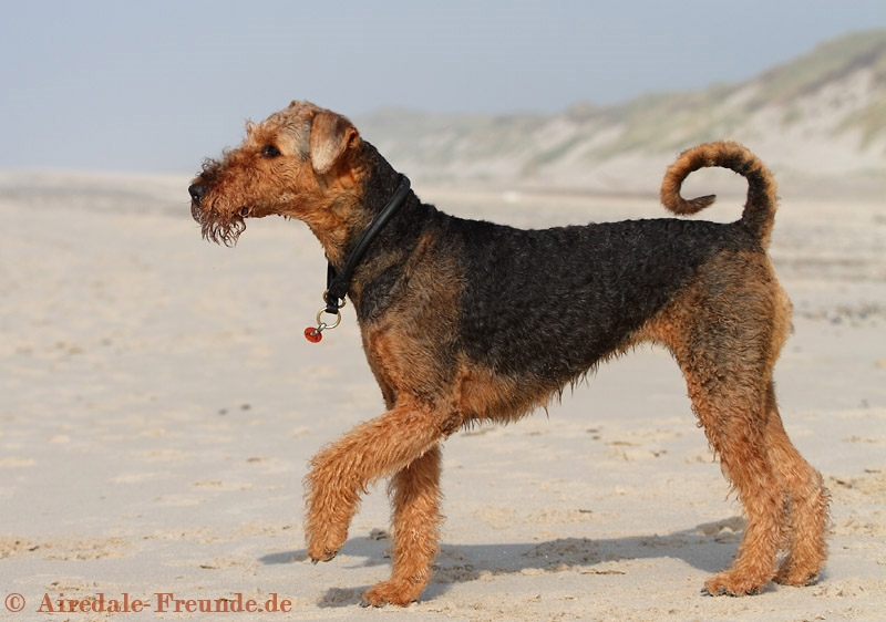 Airedale 1