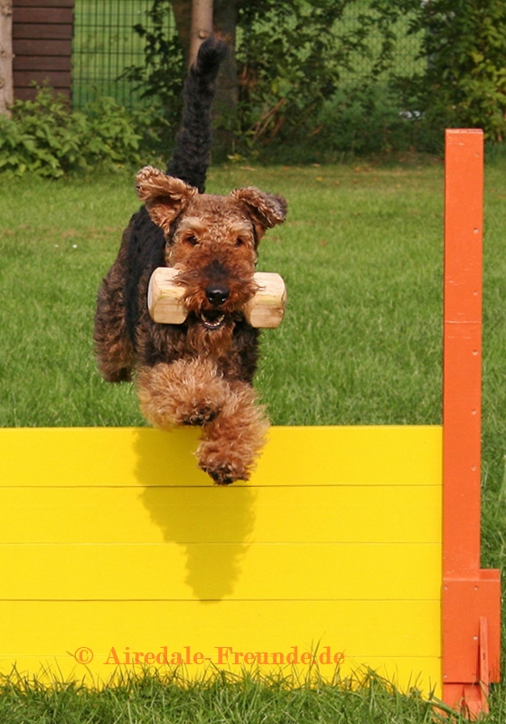 Airedale 3