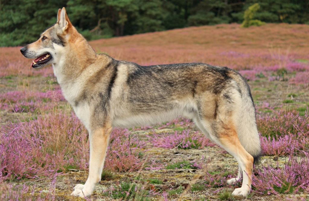 wolfshund6