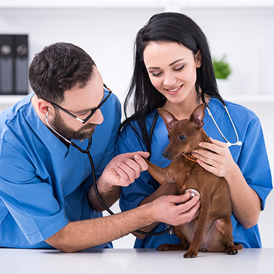 Tierarztpraxis und Tiernotdienst Dr. Gervers
