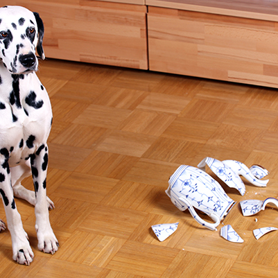 Vergleichen-und-Sparen - Hundeversicherungen